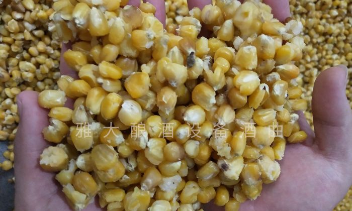 9.12玉米釀酒技術(shù)-蒸至開花率95%以上