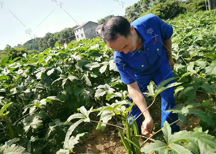 7.23黃秋葵釀酒技術(shù)—采摘