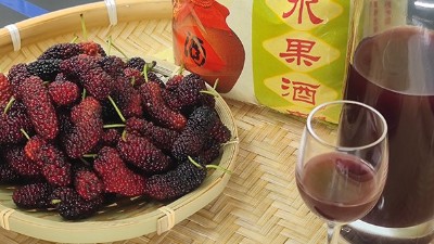 將桑葚釀成酒，雅大大型釀酒設(shè)備廠家助力湖北農(nóng)產(chǎn)品滯銷