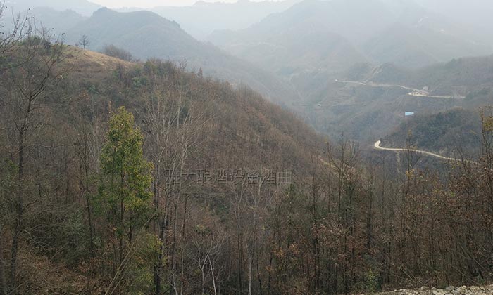 11.10長(zhǎng)在大山里的野生拐棗樹(shù)